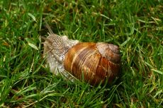 Weinbergschnecke 022.jpg